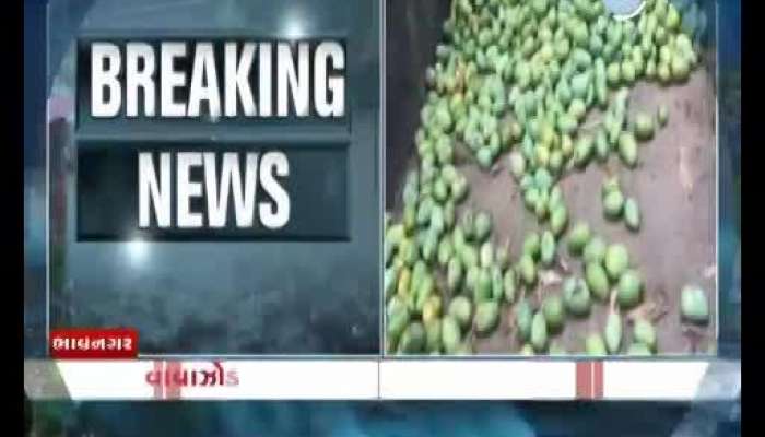 Navsari: Heavy damage to mango, chiku, paddy crops