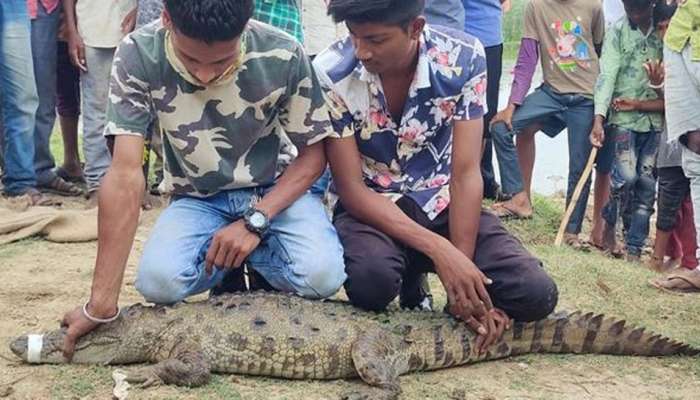 VADODARA: કુમેઠા ગામમાંથી સાડાપાંચ ફૂટનો મગર પાંજરે પુરાયો, વન વિભાગ દ્વારા રેસક્યું