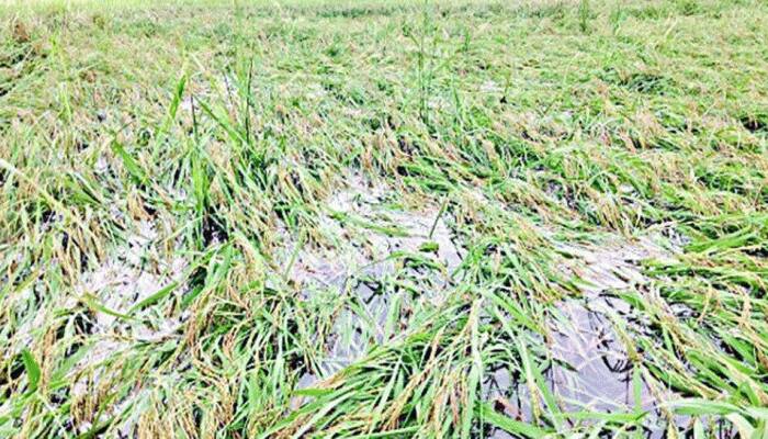 વિનાશક વાવાઝોડાને કારણે મહેસાણા જિલ્લામાં 5670 હેક્ટર જમીનમાં ઉભા પાકને નુકસાન