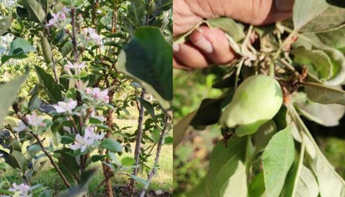 VADODARA: કરજણના ખેડૂતે કાશ્મીરી સફરજનની સફળ ખેતી કરી, 1 વર્ષમાં ઉત્પાદન શરૂ
