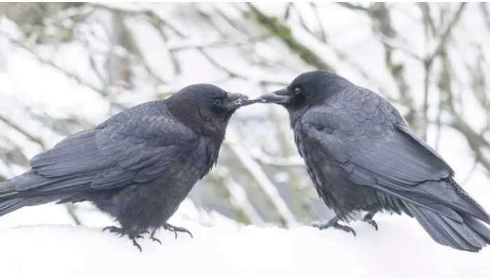 LOVE STORY OF CROWS: રોમિયો-જૂલિયેટથી ઓછી નથી આ કાગડાઓની લવ સ્ટોરી, જુઓ Photos