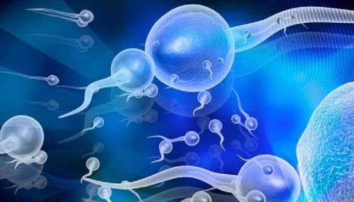 SPERM કાઉન્ટ વધારવા છે તો ફિકર નોટ, આ 5 વસ્તુનું સેવન કરો માખણ જેવું થઈ જશે સ્પર્મ!