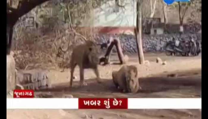 Two lions fight in front of tourists in Gir forest, video goes viral