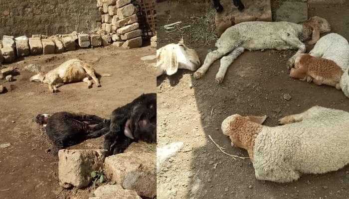 સૌરાષ્ટ્ર પંથકમાં સિંહોનો લાઇવ શિકાર, સોશિયલ મીડિયા પર વિડીયો થયો વાયરલ