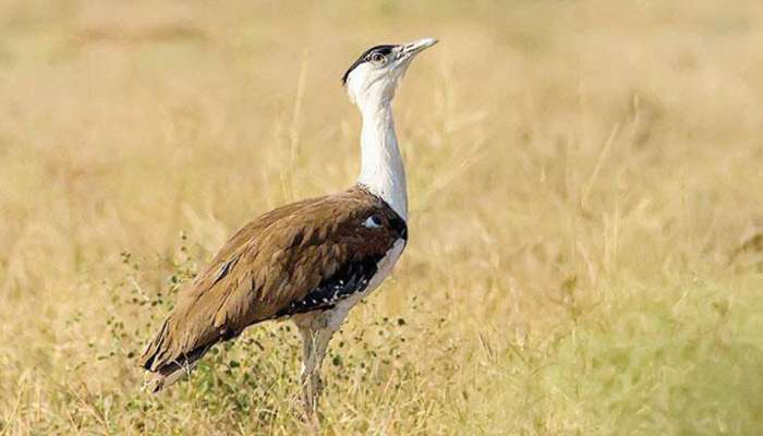 Kutch: ઘોરાડને બચાવવામાં વનવિભાગ નિષ્ફ્ળ, અભ્યારણ્યમાં એક પણ પક્ષી ન હોવાની કેન્દ્રીય વનમંત્રાલયની કબૂલાત