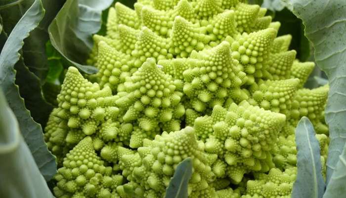 Romanesco Cauliflowe: આ ફ્લાવરમાં એવું તો શું છેકે, હજારો રૂપિયા આપીને પણ લોકો લેવા માટે કરે છે પડાપડી!