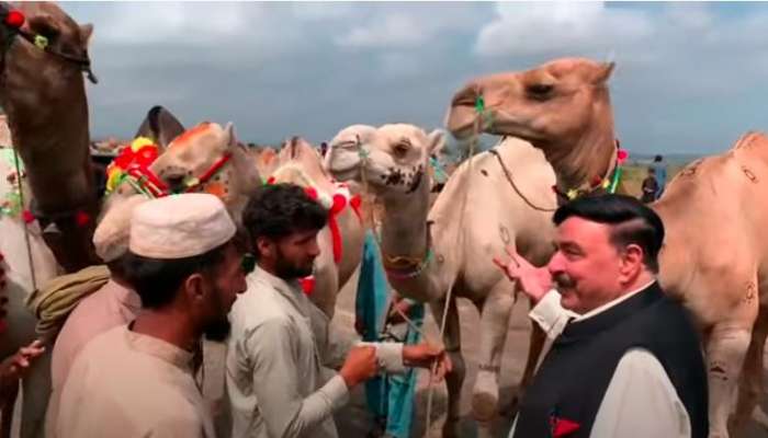 પાકિસ્તાનના ગૃહ મંત્રીએ 5.60 લાખમાં કુરબાની આપવા ઉંટ ખરીદ્યો, જુઓ Video