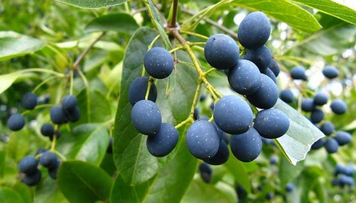 Rudraksha ક્યાંથી મળે છે? કેવી રીતે તૈયાર થાય છે? જાણો રુદ્રાક્ષ સાથે જોડાયેલી રોચક વાતો