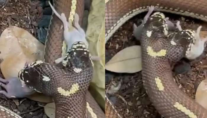 Horrifying Video: પહેલીવાર જોવા મળ્યો આવો દુર્લભ બે મોઢાનો સાપ, કાચાપોચા ન જોતા આ વીડિયો