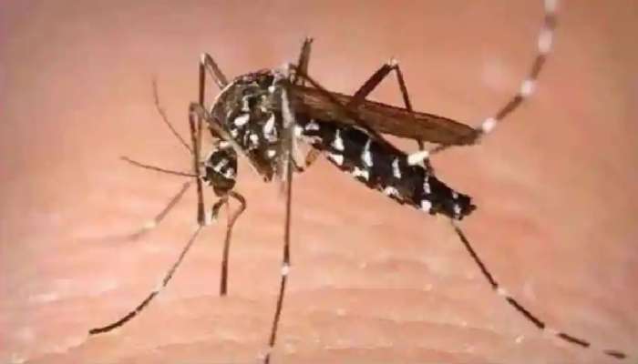 કેરલ બાદ હવે મહારાષ્ટ્રમાં zika virus ની એન્ટ્રી, 50 વર્ષની મહિલા મળી સંક્રમિત