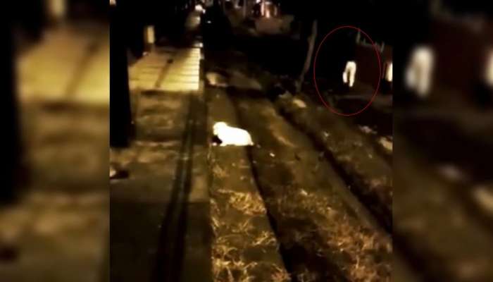 Viral video: ગલીમાં ધડ વગરનું શરીર કરી રહ્યું હતું દોડાદોડી, જોઈને લોકોના હોશ ઉડ્યા