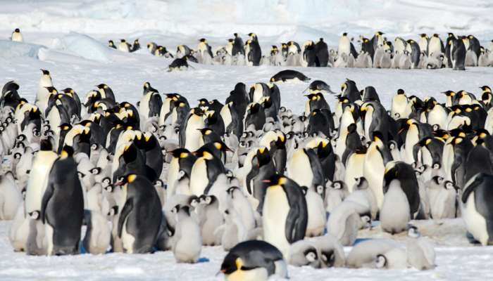 હાડ થીજવતી ઠંડીમાં હિમપહાડ વચ્ચે પેંગ્વીન કેવી રીતે મેળવે છે ગરમી? જાણો શું છે કારણ