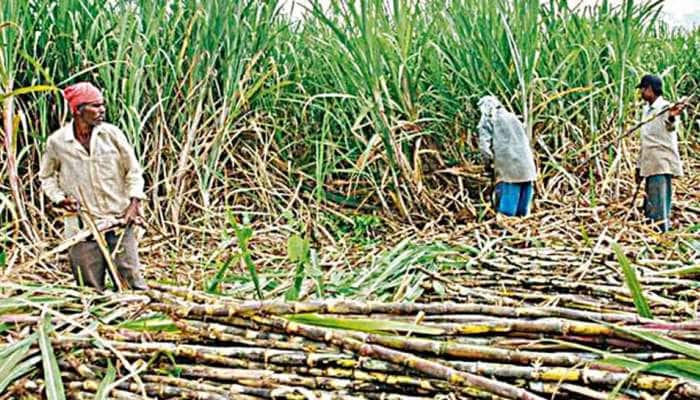 Modi Cabinet Decisions: શેરડીના ખેડૂતો માટે ખુશખબરી, સરકારે આટલા વધાર્યા શેરડીના ભાવ