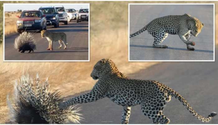 Porcupine સાથેની લડાઈમાં Leopardની હાર, 90 મિનિટની ખુંખાર લડાઈના ફોટો થયા વાયરલ