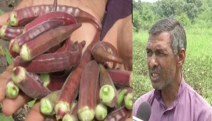 Red Ladyfinger: ખાસ પ્રકારના ભીંડાની ખેતી કરીને માલામાલ બની ગયો આ ખેડૂત, એક કિલોના મળે છે 800 રૂપિયા, તમે પણ અજમાવો