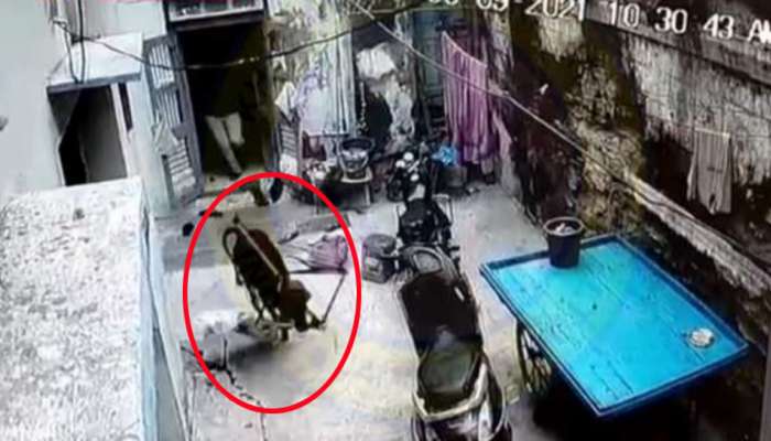 જામનગરમાં રખડતા ઢોરનો આતંક જુઓ CCTV માં, ઘરમાં ઘૂસીને બાળકનું ઘોડિયું ખેંચીને લઈ ગયું...