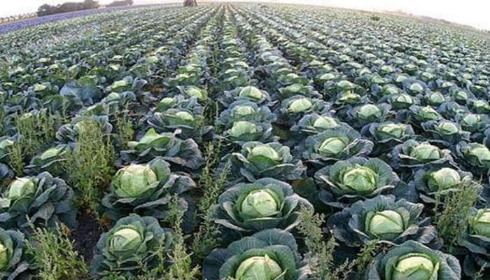 Cabbage and Broccoli Pickers Job:  ખેતરોમાંથી કોબીજ તોડવાની નોકરી, પગાર છે 63 લાખ રૂપિયા, બોલો કરવી છે તમારે? વાંચો અહેવાલ