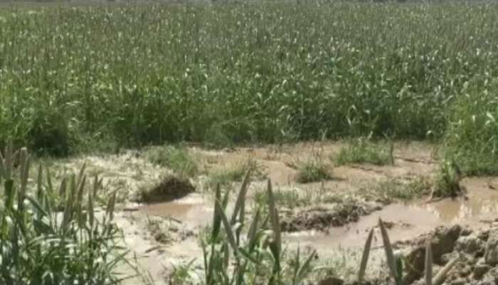 Patan: હવે ભારે વરસાદે ખેડૂતોની મુશ્કેલી વધારી, ખેતરમાં ઉભેલા પાકને થયું નુકસાન