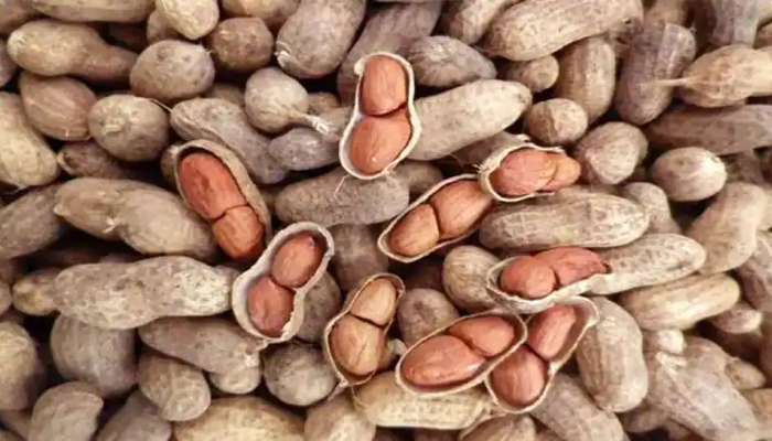 રાજ્ય સરકાર ટેકાના ભાવે મગફળીની ખરીદી કરશે, 2.30 લાખ ખેડૂતોએ કરાવ્યું રજીસ્ટ્રેશન