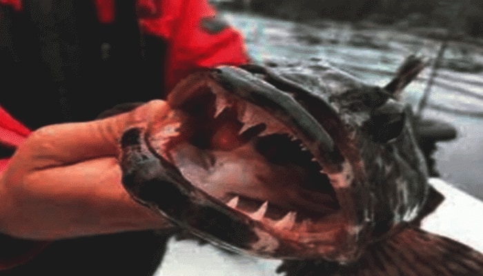 આ માછલી દરરોજ બદલે છે 20 દાંત! અમેરિકન વૈજ્ઞાનિકોએ શોધી અનોખી માછલી