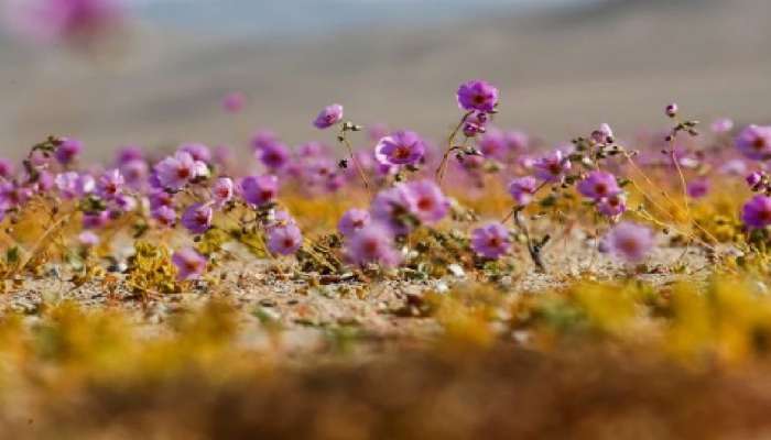 દુનિયાના સૌથી સુકા રણમાં કેવી રીતે ઉગ્યા સુંદર ફૂલ? ફોટાઓ જોઈને સૌ કોઈને લાગી નવાઈ