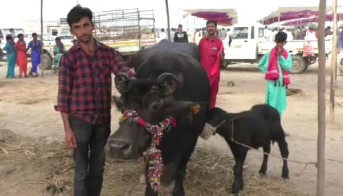 ગુજરાતનું ગૌરવ : લક્ઝુરિયસ કાર કરતા પણ મોંઘી છે ગુજરાતની આ ભેંસ 