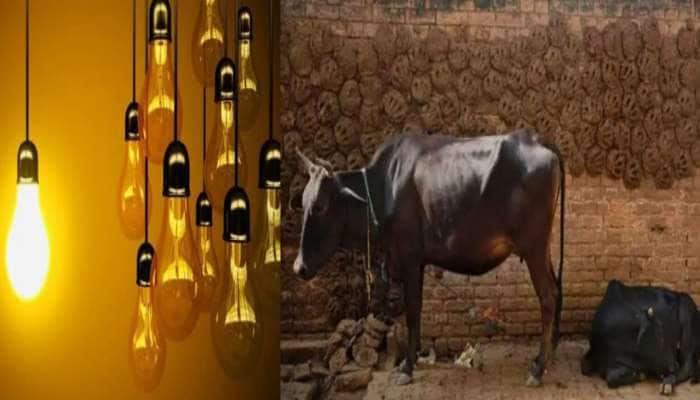 જેની પાસે ગાયો છે એમની કિસ્મત ખુલી ગઈ! હવે ગાયના છાણમાંથી બનશે વિજળી!