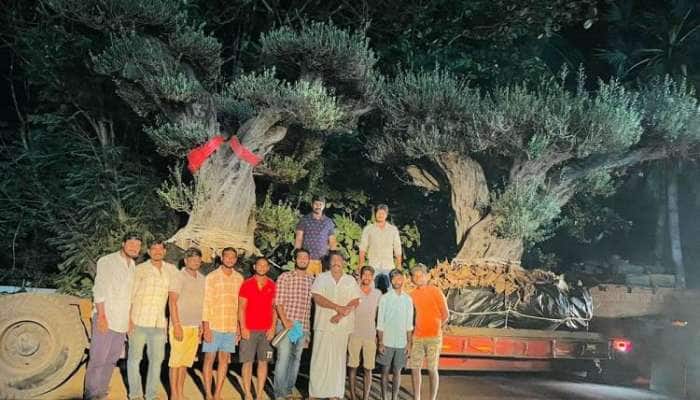 અંબાણીએ ખરીદ્યા લાખોની કિંમતના 2 દુર્લભ ઓલિવ વૃક્ષો, જેને જામનગરના બંગલોમાં મૂકાશે 