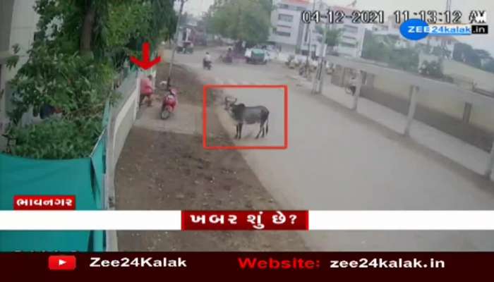 In Bhavnagar, a bull took a man by surprise, watch the video
