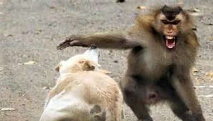 Fact Check: વાંદરા અને કુતરાઓ વચ્ચે 'ગેંગવોર'? સામે આવ્યું સત્ય, તમે પણ જાણો