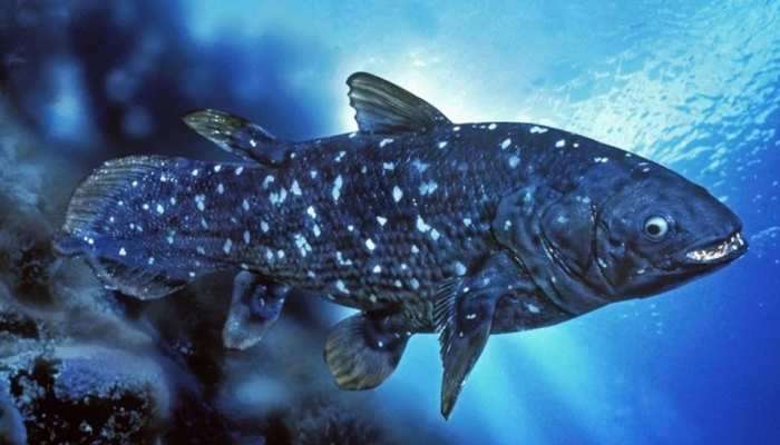આ માછલી ગર્ભવતી થયા બાદ 5 વર્ષે બચ્ચાને આપે છે જન્મ, પૃથ્વી પર કરોડો વર્ષથી છે અસ્તિ