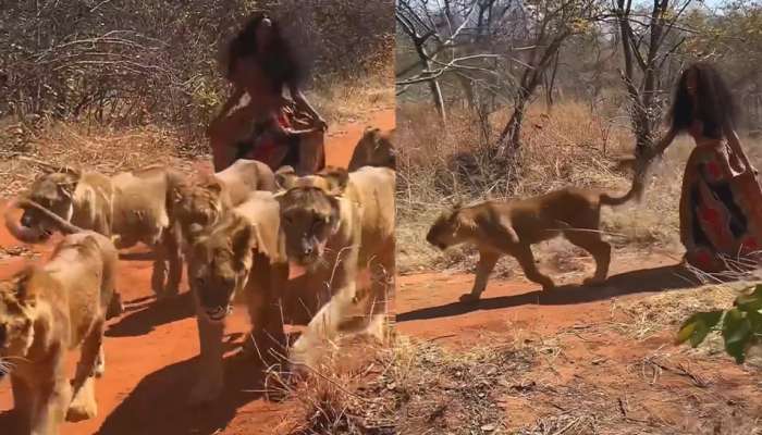 ખતરનાક Video: 6 સિંહણ સાથે જંગલમાં ઘૂમી રહી છે આ છોકરી, બીજી જ પળે જે થયું...જોઈને દંગ રહી જશો