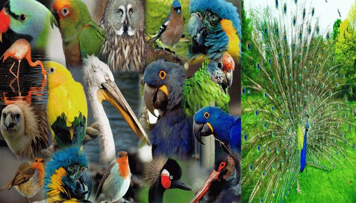 દુનિયામાં કેટલા છે પક્ષીઓ? કયા પક્ષીની કેટલી છે આબાદી? પક્ષીઓની દુનિયાની રોચક વાતો