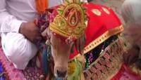 SURAT માં અનોખા લગ્ન: તમારા સાત જનમનાં પાપનો થશે નાશ, ધનના ઢગલા થશે