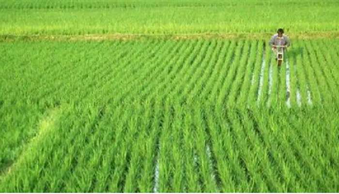 Patan: હવામાન વિભાગે કરી માવઠાની આગાહી, પાટણ જિલ્લાના ખેડૂતો ચિંતામાં મુકાયા