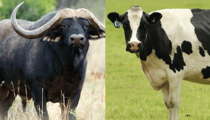 સ્વાસ્થ્ય માટે ગાય કે ભેંસમાંથી કોનું ઘી અને દૂધ સારું? આ અંગે શું કહે છે નિષ્ણાતો