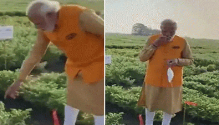 PM મોદીએ ખેતરમાંથી આખરે એવું તે શું તોડીને ખાધુ? ઈન્ટરનેટ પર સર્ચ કરવા માટે લોકોની હોડ જામી