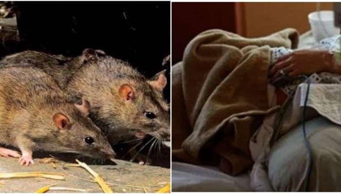 Lassa Fever: ઉંદરમાંથી ફેલાયો નવો વાયરસ, નવી મહામારી બનવાની પૂરેપૂરી શક્યતા 
