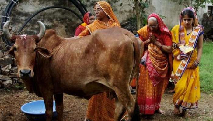 ગાયમાતાને રાષ્ટ્રીય માતા જાહેર કરવાની લડત ધીરે ધીરે બની રહી છે મિશન, મોટા પ્રમાણમાં યુવાનો જોડાઇ રહ્યા છે
