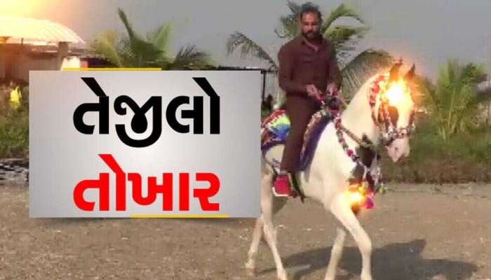 સુરતનો સકાબ ઘોડો 20મી વખત વિજયી બની દેશનો નંબર વન અશ્વ બન્યો, હજુ પણ ફિદા છે સલમાન, કરોડો ખર્ચવા તૈયાર છે પણ.....