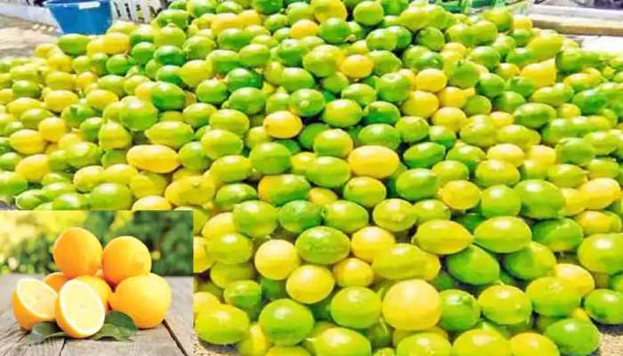 લીંબુના ભાવ માટે રાહતના સમાચાર, માર્કેટમાં ઘટી ગયા ભાવ