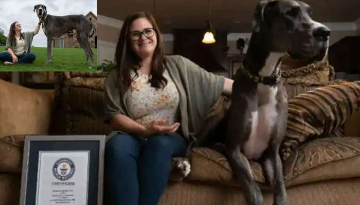 Tallest Dog in the World: અરે આ ઘોડો નથી! આ તો છે દુનિયાનો સૌથી ઉંચો કુતરો