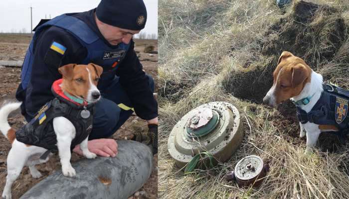 રશિયા વિરુદ્ધ 'યુદ્ધ નાયક' બન્યો યુક્રેની ડોગ, અનેક લોકોની જિંદગી બચાવી