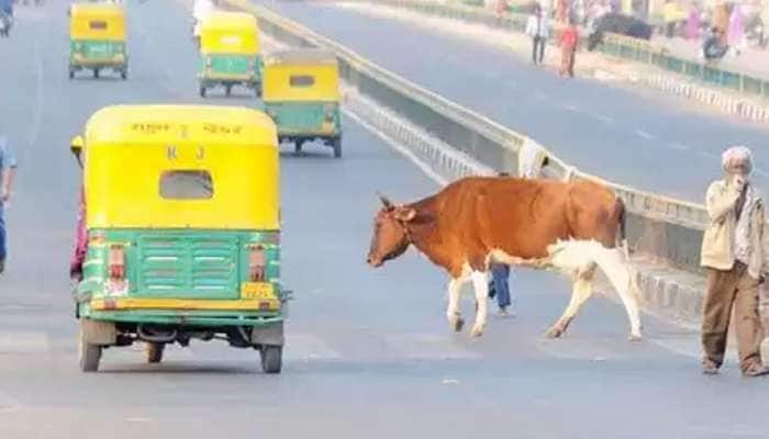 વડોદરામાં રખડતા ઢોરના ત્રાસે વિદ્યાર્થીનો જીવ જોખમમાં, શિંગડું ઘૂસી જતા આંખ ફૂટી