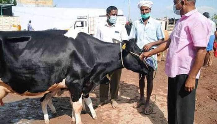 JAMNAGAR માં વિચિત્ર વાયરસનો પગપેસારો, આખલો પણ મિનિટોમાં હાંફીને પડી જાય છે JAMNAGAR માં વિચિત્ર વાયરસનો પગપેસારો, આખલો પણ મિનિટોમાં હાંફીને પડી જાય છે
