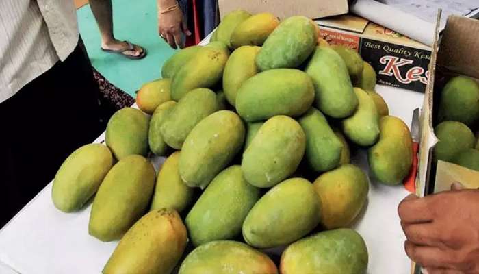 Gir Kesar Mango Price: ગીરની સ્પેશિયલ કેસર કેરીની આવકમાં 50 ટકાનો ઘટાડો, જાણો 10 કિલોના કેટલા ભાવ?