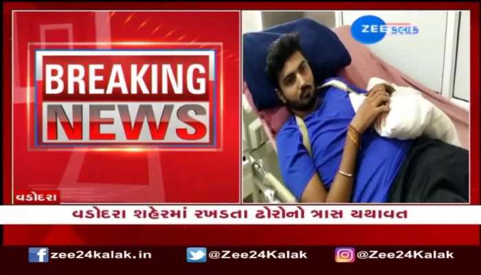 Another young man in Vadodara became a victim of stray cattle