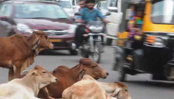 વડોદરામાં રખડતા ઢોરનો ત્રાસ ક્યારે થશે દૂર? એક અઠવાડિયામાં બની આજે ત્રીજી ઘટના, તંત્રની વાતો માત્ર પોકળ