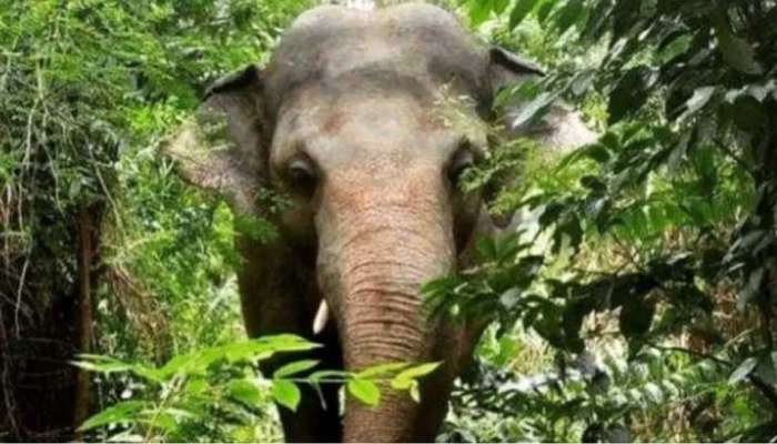Elephant: 35 વર્ષથી પાકિસ્તાનમાં 'કેદ' હતો આ હાથી, જગ્યા બદલતા જ હવે જીવી રહ્યો છે મઝેદાર જિંદગી