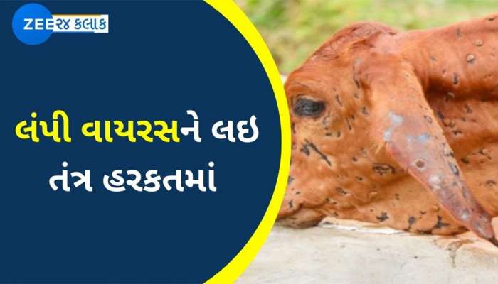જામનગર બાદ હવે પોરબંદરમાં ફફડાટ, પશુઓમાં ઘૂસી ગયો જીવલેણ લમ્પી વાયરસ જામનગર બાદ હવે પોરબંદરમાં ફફડાટ, પશુઓમાં ઘૂસી ગયો જીવલેણ લમ્પી વાયરસ